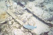 Key Largo 1st dive-015 12A